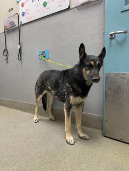 Rescue German Shepherd Dog Dogs for Adoption in Las Vegas, Nevada - MAX | PetCurious