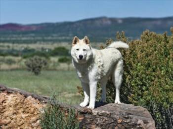 Rescue Mixed Breed Dogs for Adoption in Santa Fe, New Mexico - DENIRO | PetCurious