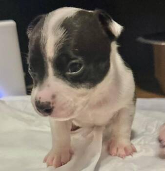 Terrier and Dachshund Dogs Available for Adoption in Grand Bay, Alabama - Tux | PetCurious