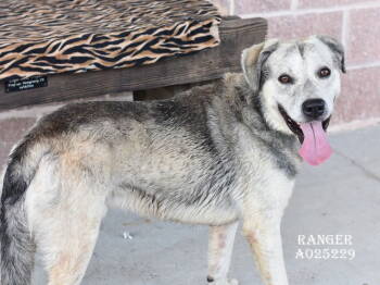 Rescue Labrador Retriever and Husky Dogs for Adoption in The Woodlands, Texas - Ranger | PetCurious