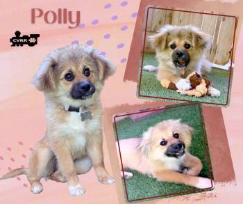 Polly (Puppy) -  Shetland Sheepdog Sheltie Dog for Adoption in Lindsay, California - Polly (Puppy) | PetCurious