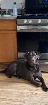 Reagan -  Retriever Dog for Adoption in New Castle, Delaware - Reagan | PetCurious