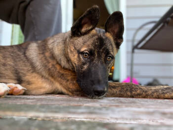 Rescue German Shepherd Dog and Mixed Breed Dogs for Adoption in Seattle, Washington - Quigley | PetCurious