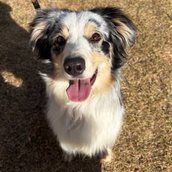 Australian Shepherd Dogs Available for Adoption - Marley | PetCurious