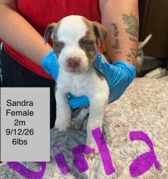 Sandra -  American Staffordshire Terrier Dog for Adoption in Welling, Oklahoma - Sandra | PetCurious