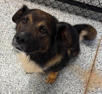 Duke -  Australian Shepherd and Golden Retriever Dog for Adoption in Republic, Missouri - Duke | PetCurious