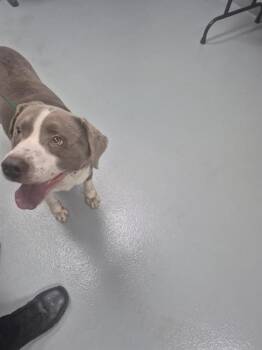 Labrador Retriever and Mixed Breed Dogs Available for Adoption in St. Cloud, Florida - MILLER | PetCurious