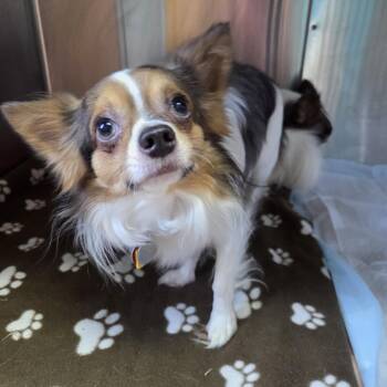 Norbert -  Chihuahua Dog for Adoption in Brookings, South Dakota - Norbert | PetCurious