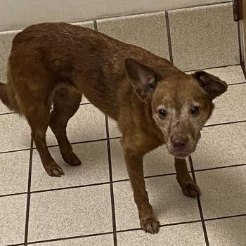 Patty Lynn Harriet aka Nala -  Mixed Breed Dog for Adoption in Charleston, West Virginia - Patty Lynn Harriet Aka Nala | PetCurious