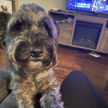 Schnauzer Dogs Available for Adoption - Kofi | PetCurious