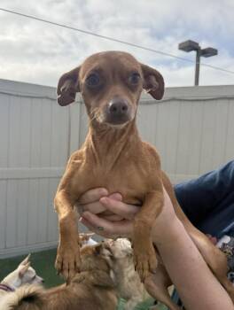 Max -  Chihuahua and Terrier Dog for Adoption in New York, New York - Max | PetCurious