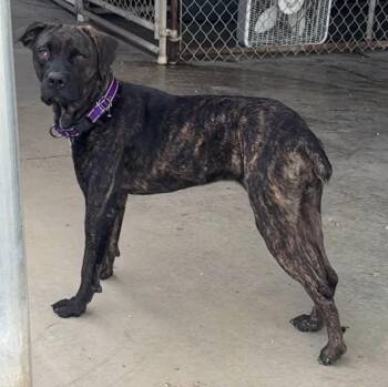 DELIA -  Cane Corso Dog for Adoption in Rochester, Indiana - DELIA | PetCurious