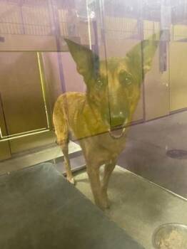 Shera -  Belgian Shepherd Malinois and Mixed Breed Dog for Adoption in Kansas City, Missouri - Shera | PetCurious