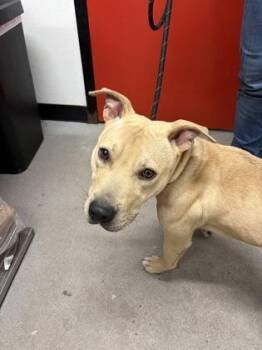 Mixed Breed Dogs Available for Adoption in West Chester, Pennsylvania - Finnegan | PetCurious