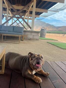 Beluga -  English Bulldog Dog for Adoption in San Diego, California - Beluga | PetCurious
