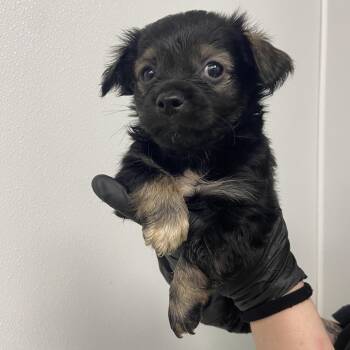 Terrier and Dachshund Dogs Available for Adoption in Abilene, Texas - Crash | PetCurious