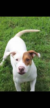 Patrick -  Pit Bull Terrier Dog for Adoption in Berea, Kentucky - Patrick | PetCurious