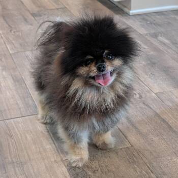 Pomeranian Dogs Available for Adoption in Baton Rouge, Louisiana - Lil Bruno | PetCurious
