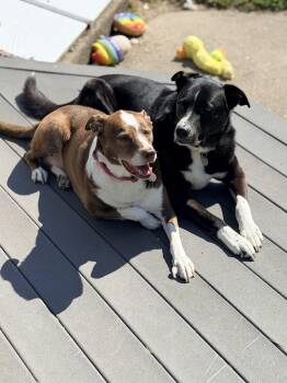 Jax (& Penny) -  Border Collie Dog for Adoption in Wayne, New Jersey - Jax (& Penny) | PetCurious
