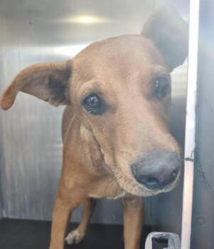 Rescue Labrador Retriever Dogs for Adoption in San Antonio, Texas - MANNY | PetCurious