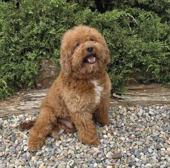 Miniature Poodle Dogs Available for Adoption in North Valley, New Mexico - Gallant Lil Mr Griffin ~ Glorious !!! A+++ | PetCurious
