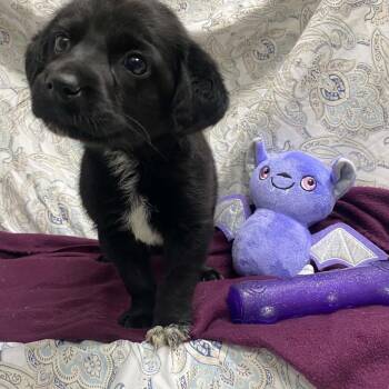 Dawn -  Black Labrador Retriever and Border Collie Dog for Adoption in Jacksboro, Tennessee - Dawn | PetCurious