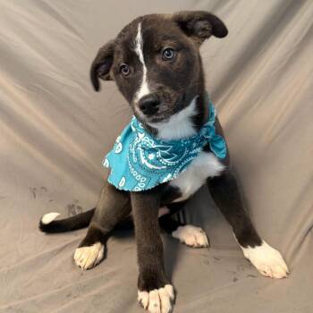 Mixed Breed Dogs Available for Adoption - Eeney | PetCurious
