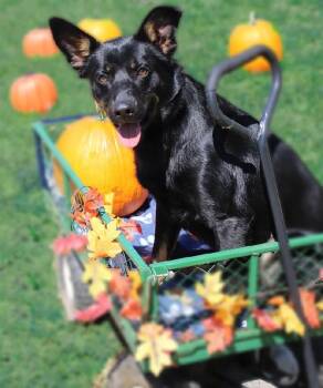 Rescue Shepherd and Australian Cattle Dog Blue Heeler Dogs for Adoption in Scottsburg, Indiana - BEAR | PetCurious