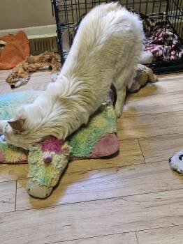 Spitz and Pomeranian Dogs Available for Adoption in Jackson Township, New Jersey - SOFIA | PetCurious