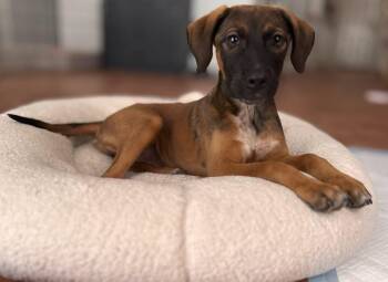 Labrador Retriever and Australian Shepherd Dogs Available for Adoption in San Diego, California - Georgie | PetCurious