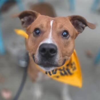 Armand -  Mixed Breed Dog for Adoption in Edwardsville, Illinois - Armand | PetCurious