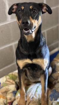 Dharma -  Doberman Pinscher and Hound Dog for Adoption in Sandusky, Michigan - Dharma | PetCurious