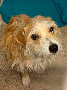 Esme -  Terrier and Dachshund Dog for Adoption in Littleton, Colorado - Esme | PetCurious