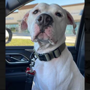 Rescue Pit Bull Terrier and Dogo Argentino Dogs for Adoption in Longview, Texas - Hot-Toddy! | PetCurious