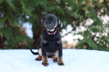 Terrier Dogs Available for Adoption - NASH (Cora