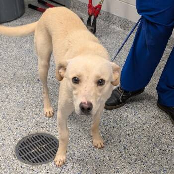Mance -  Mixed Breed Dog for Adoption in Greenville, South Carolina - Mance | PetCurious