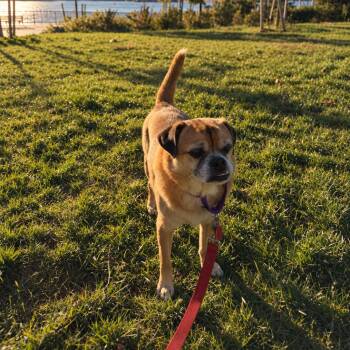 Kringle -  Pug Dog for Adoption - Kringle | PetCurious