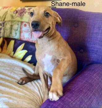 Shane Lonestar -  Rhodesian Ridgeback Dog for Adoption in Rockaway, New Jersey - Shane Lonestar | PetCurious