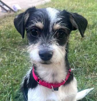 Barnaby (AO37678) -  Wirehaired Dachshund Dog for Adoption in Kansas City, Kansas - Barnaby (AO37678) | PetCurious