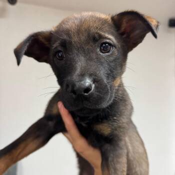 Jenga -  Mixed Breed Dog for Adoption in Tacoma, Washington - Jenga | PetCurious