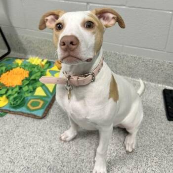 Maple -  Mixed Breed Dog for Adoption in Lansing, Michigan - Maple | PetCurious