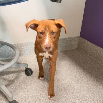 Cupcake -  Mixed Breed Dog for Adoption in Englewood, Florida - Cupcake | PetCurious