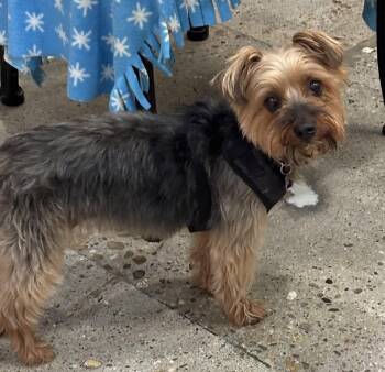 Yorkshire Terrier Dogs Available for Adoption in Thousand Oaks, California - Foxy Roxy | PetCurious