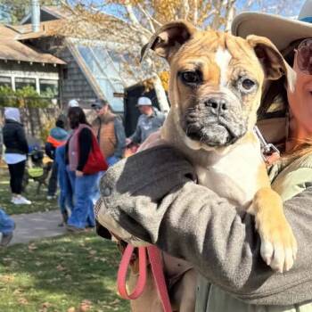Bubbles -  Boxer and Mixed Breed Dog for Adoption in Bend, Oregon - Bubbles | PetCurious