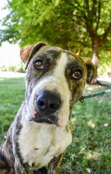 Flame -  Pit Bull Terrier Dog for Adoption in Vancouver, Washington - Flame | PetCurious