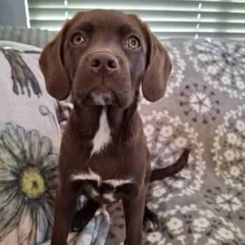 Mixed Breed Dogs Available for Adoption - SAPPHIRE | PetCurious