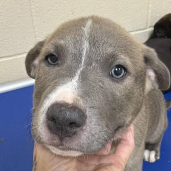 Donald -  Mixed Breed Dog for Adoption in Palestine, Texas - Donald | PetCurious