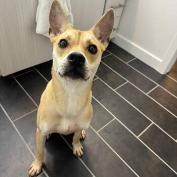 Arabella -  Terrier Dog for Adoption in Berkeley, California - Arabella | PetCurious