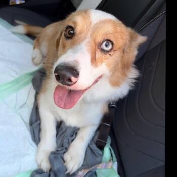 Lil B -  Cardigan Welsh Corgi Dog for Adoption in Baton Rouge, Louisiana - Lil B | PetCurious