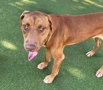 Nico -  Labrador Retriever and Pit Bull Terrier Dog for Adoption in Austin, Texas - Nico | PetCurious